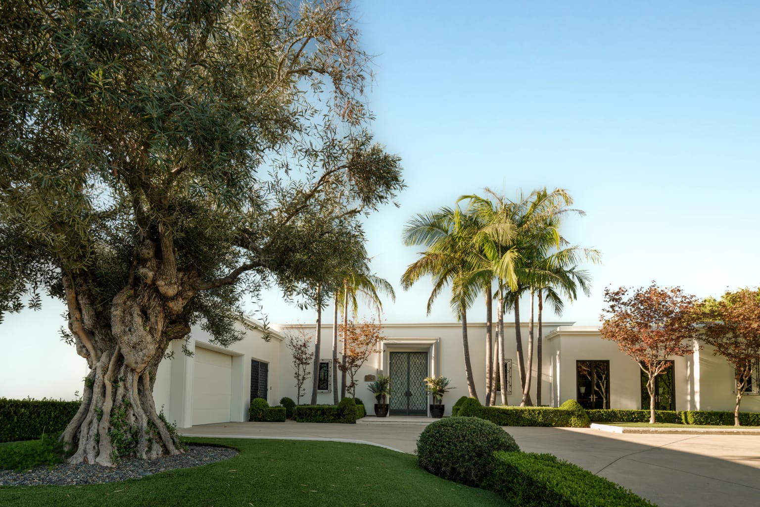 Front entry framed by a mature olive tree and palms